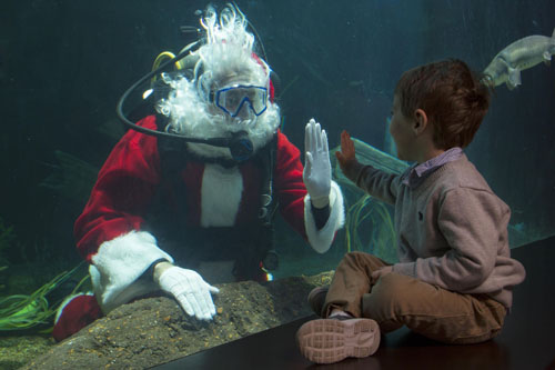 Holidays at the Tennessee Aquarium!