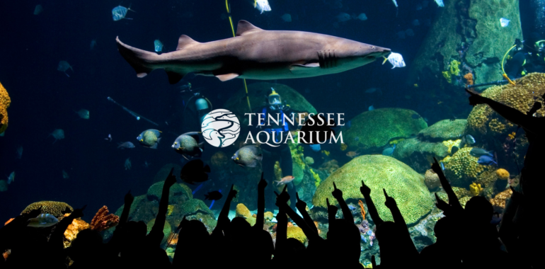 Great Day Trip-Tennessee Aquarium