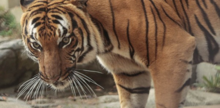 Zoo Knoxville-Must See!