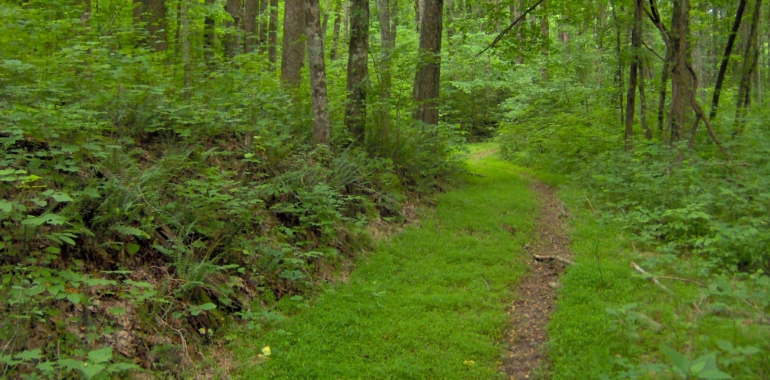 Standing Stone State Forest-Beautiful Area!