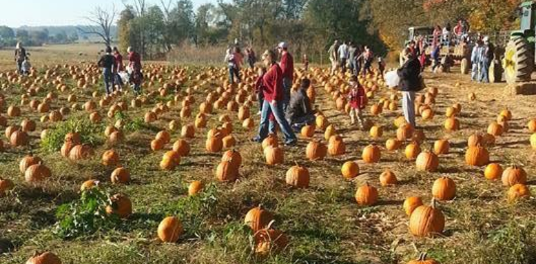 Its time to find the perfect “Pumpkin”