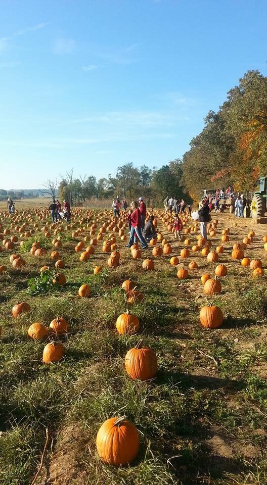 Its time to find the perfect “Pumpkin”