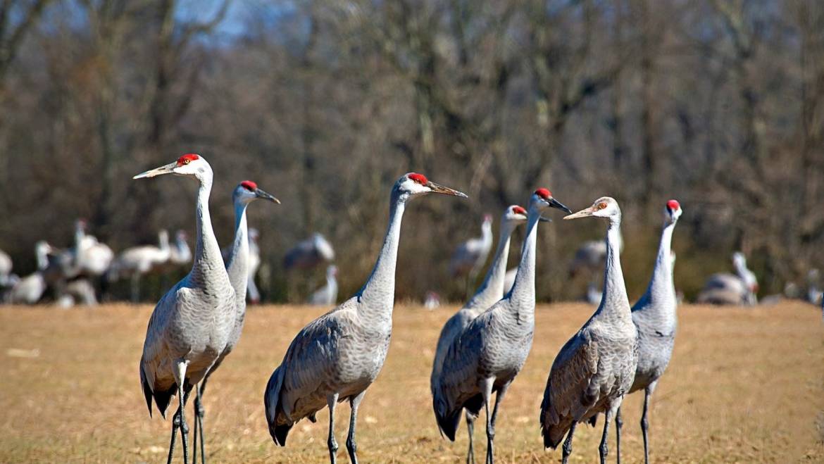 Tennessee Sandhill Crane Festival-January 19 2019