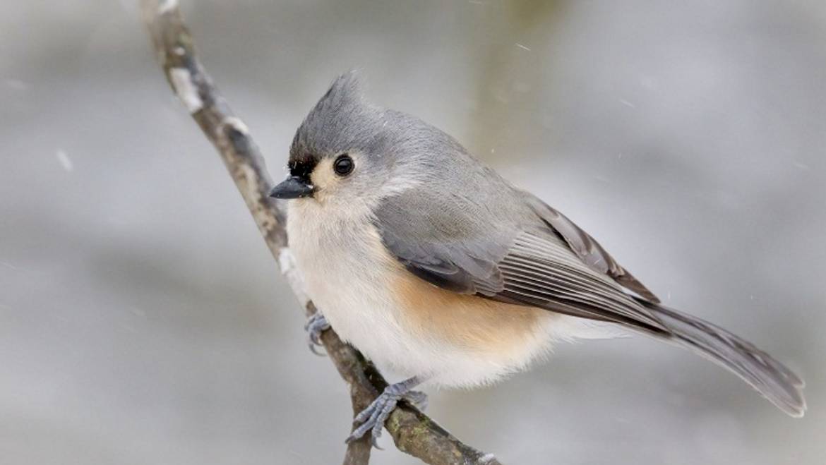 Winter Bird Count at Fall Creek Falls State Park-February 29, 2020