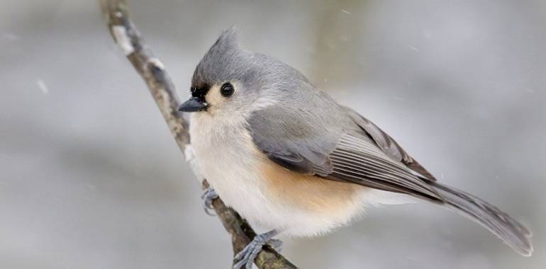 Winter Bird Count at Fall Creek Falls State Park-February 29, 2020