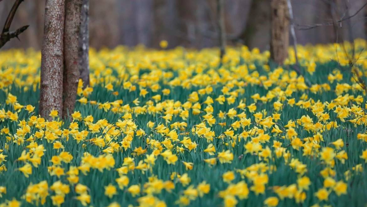 Spring is in the Air!  Come enjoy all the beauty of Fall Creek Falls!